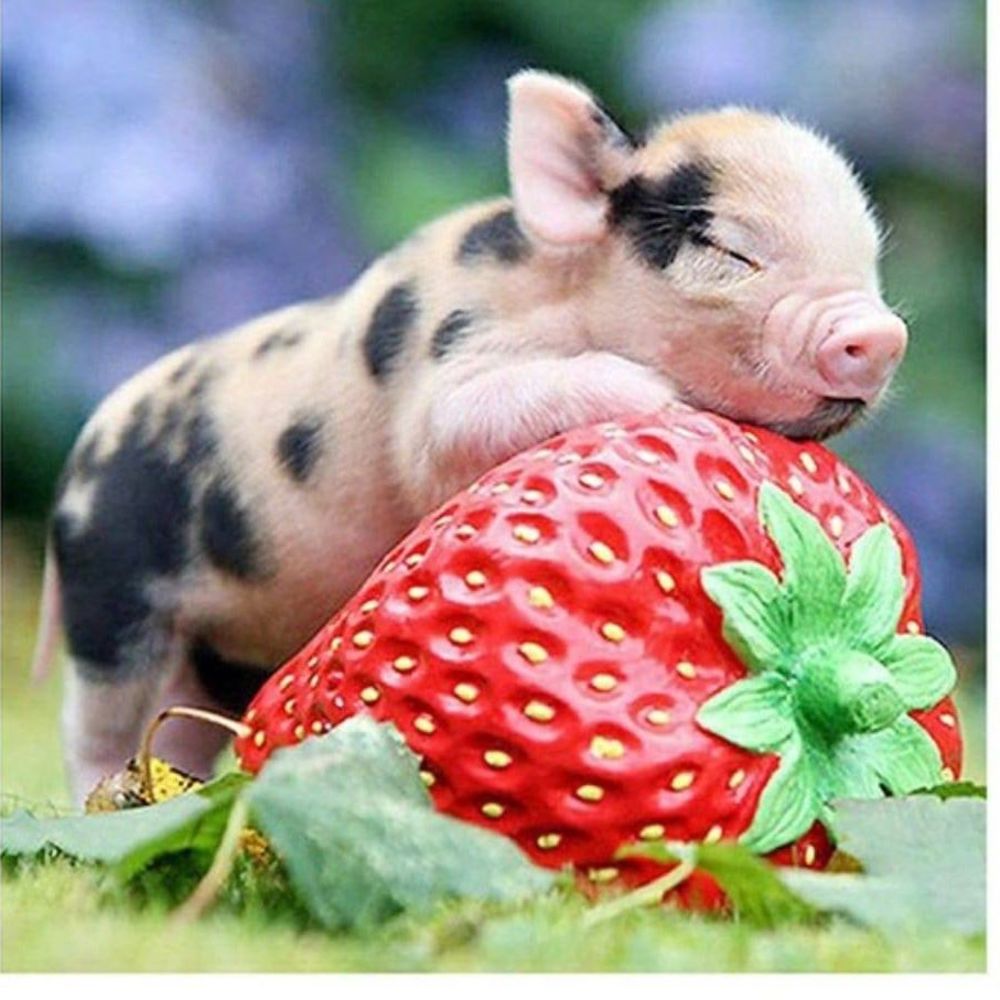 Meet your Posher, Melissa